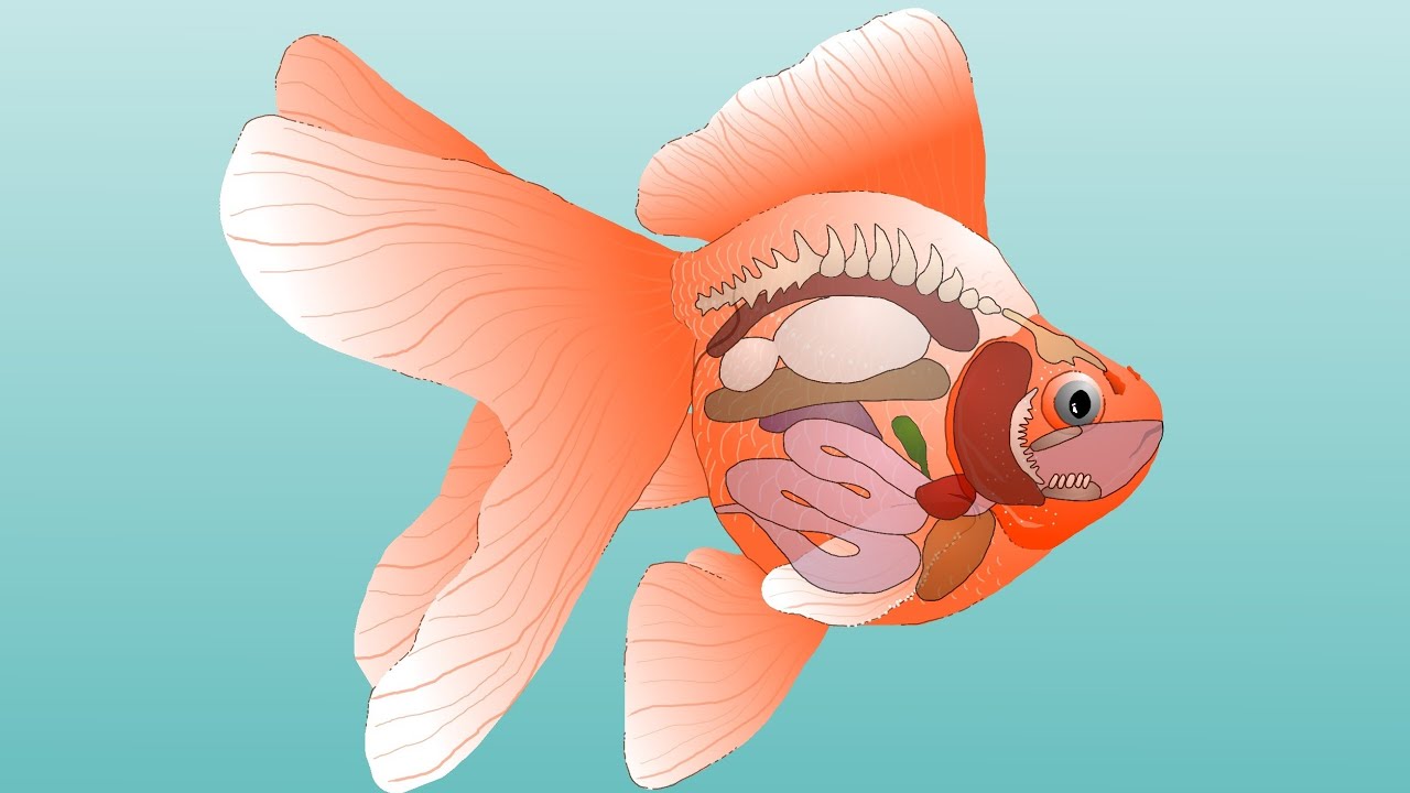 Goldfish Anatomy - External & Internal - YouTube