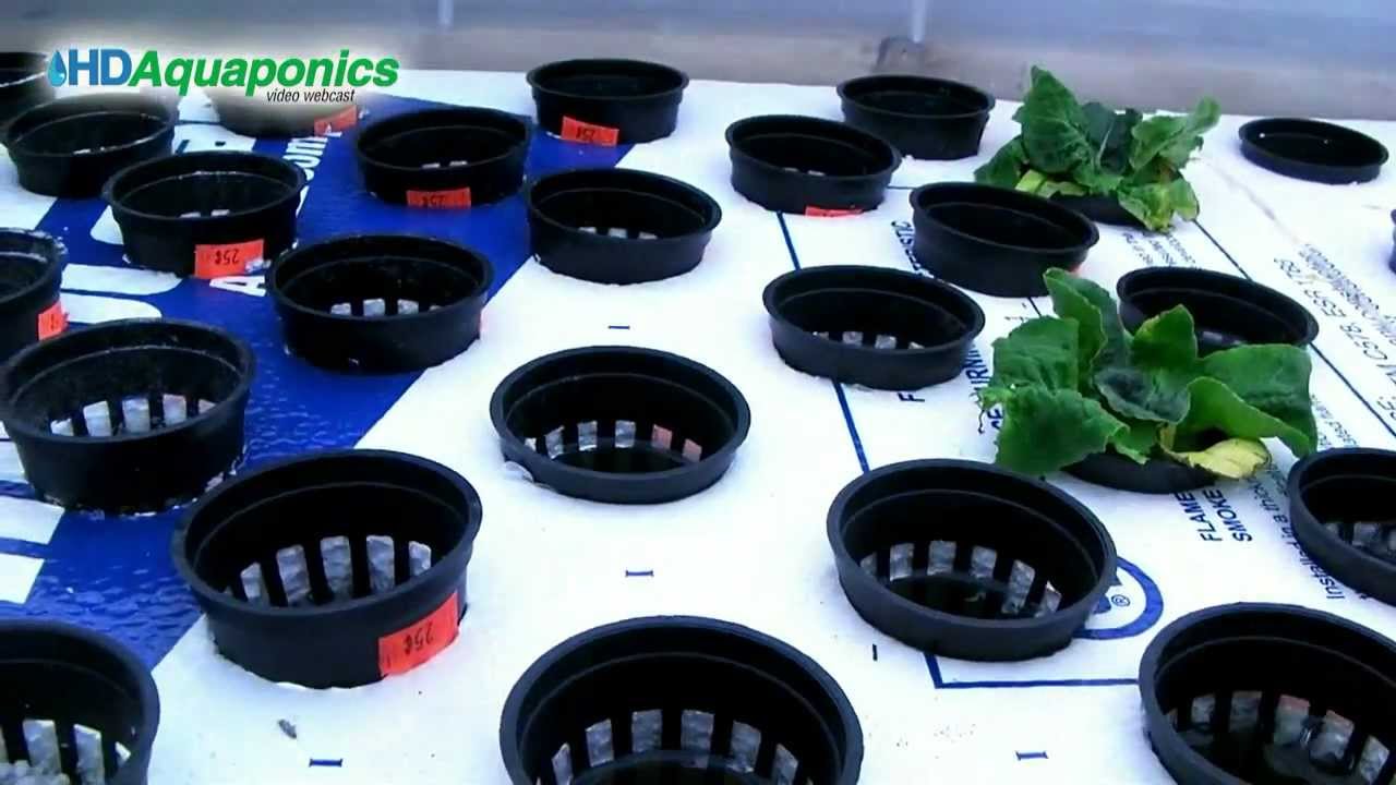 Floating raft aquaponics plants DIY Aquaponics