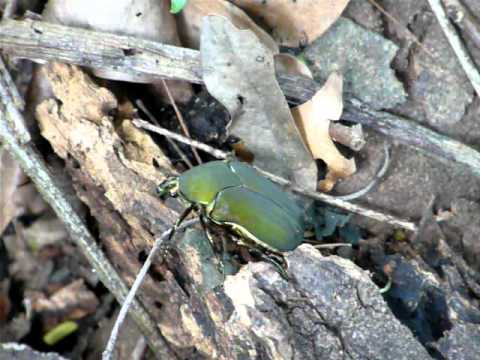 beetle mayate
