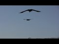 How to Make Friends with Wild Ravens