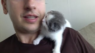 Kitten Kisses