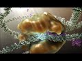 Introduction to Cells