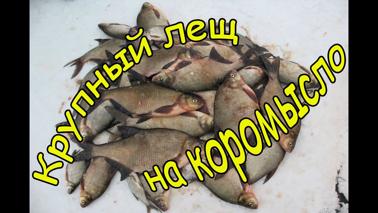 снасть для ловли ловля леща ночью снасть для ловли ловля леща ночью