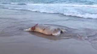 Vaca sin cabeza en la playa de Arenales