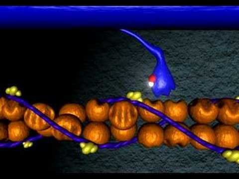 Muscle contraction - YouTube