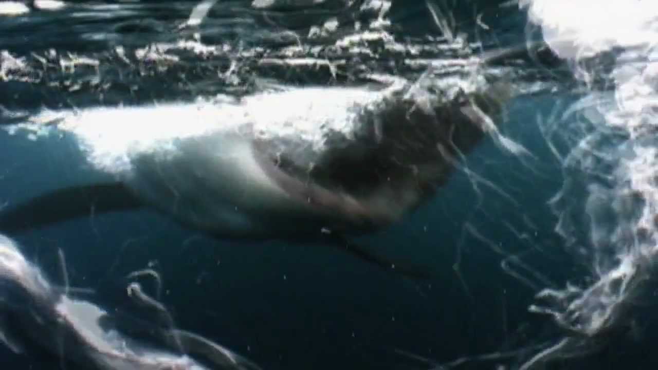 Great White Shark - Eaten Alive! - YouTube