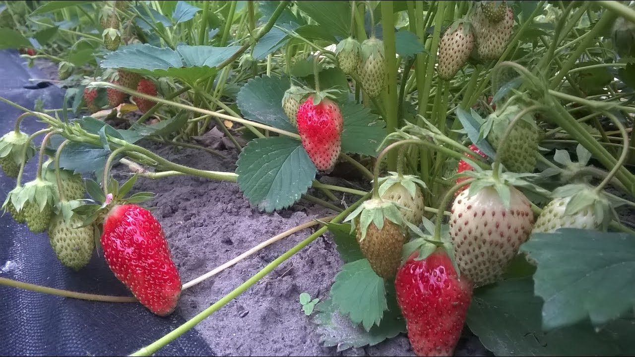 Сорт клубники для дачи Сорт клубники для дачи