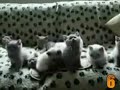Dünyanın En Komik 10 Kedi Videosu