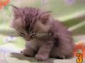 Dünyanın En Komik 10 Kedi Videosu
