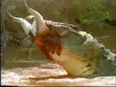 attacks crocodile alligator caught tape incident horrible dogs