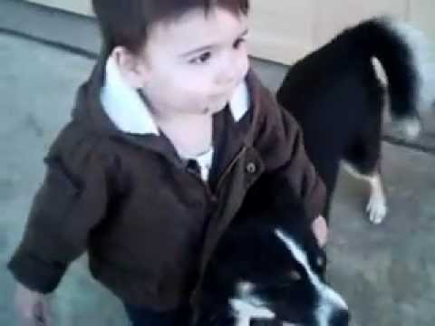 Pomsky Full-Grown Size Pomsky Full-Grown Size