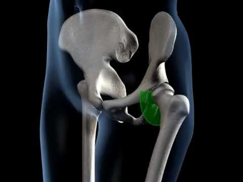 Hip Joint Range of Movement - 3D Medical Animation || ABP © - YouTube