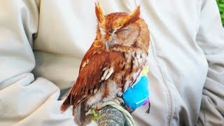 THE COOLEST OWL EVER! (2-15-14) [66]