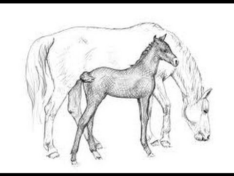 How to Draw a Running Horse - YouTube