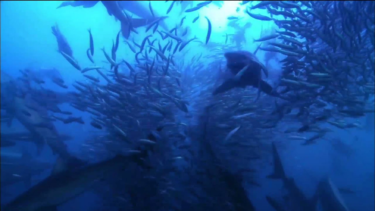 Watch Great Sardine Run Nature on PBS YouTube