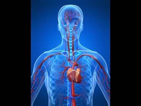 The Cardiovascular System Made Easy - YouTube