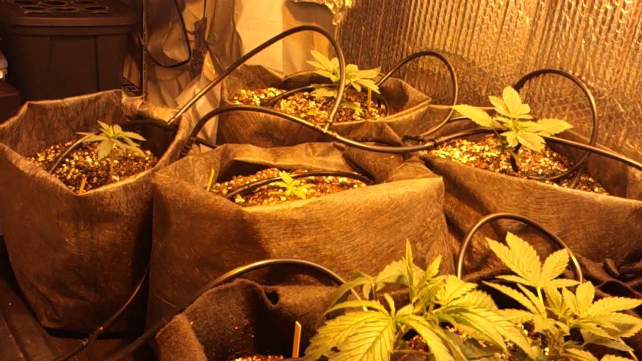 Marijuana Veg Room Grow Hydroponic Drip System - YouTube
