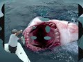 The Megalodon Shark