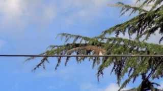 Squirrel Runs on Electric Power Line