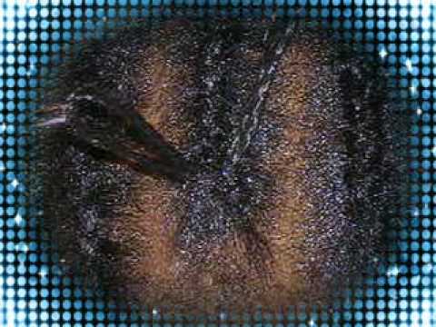 HOW TO LATCH HOOK/CROCHET BRAIDS - YouTube