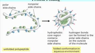 the structure and function of carbohydrates essay the structure and function of carbohydrates essay