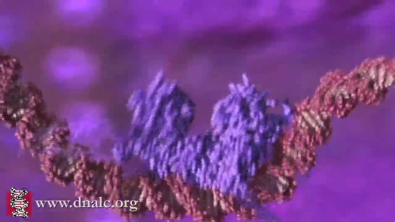 How DNA is Packaged (Advanced) YouTube How DNA is Packaged (Advanced) YouTube