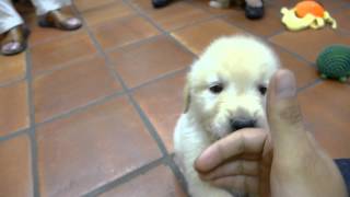 Golden Retriever Puppies!