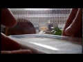 Unpacking a Grammostola rosea (rcf) Tarantula and she tries to run!