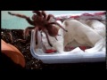 Unpacking a Grammostola rosea (rcf) Tarantula and she tries to run!