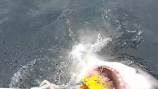 NJ Great white eating chum bag 6/21/14 28 mi wreck