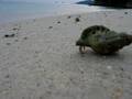 Hermit crab on the beach