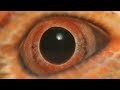 Stuff They Don't Want You To Know - The CFR