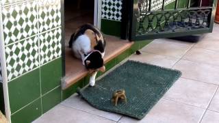 Toad attacks cat!!!