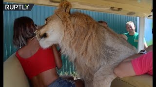 León haciendo amigos en un safari en Crimea´s Taiga Park