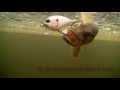 Fishing: catching pike with DUO bass lures. Fish camera. Рыбалка: щука на воблер. Подводная съёмка.