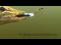 Fishing: catching pike with DUO bass lures. Fish camera. Рыбалка: щука на воблер. Подводная съёмка.