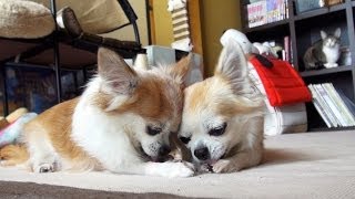 誤って足を踏んだ犬 -Dog accidentally steps on other dogs paws.-