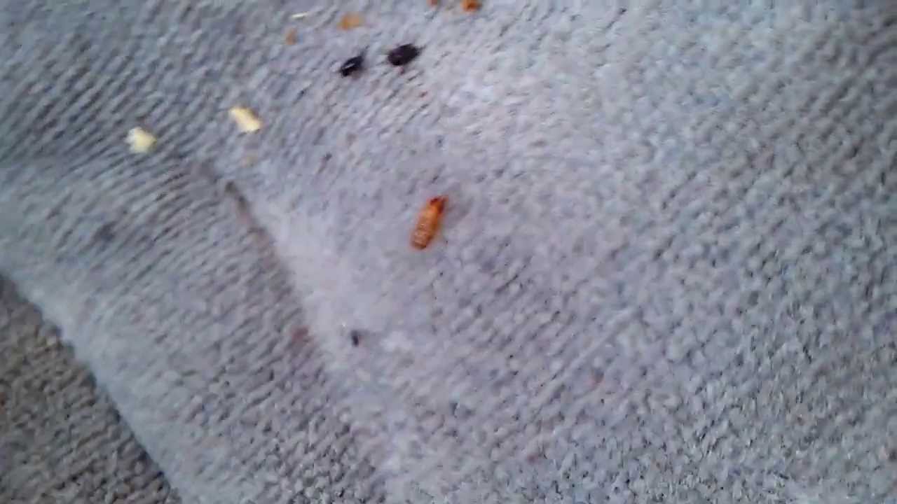 carpet beetles in car - YouTube