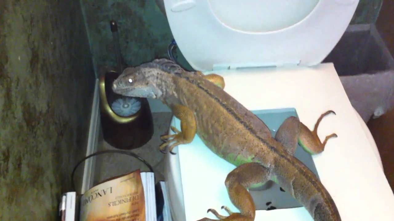 Yazoo the Iguana pooping in the toilet YouTube