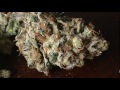 BUBBA KUSH WAKE N' BAKE : The WEED Report Un-Cut