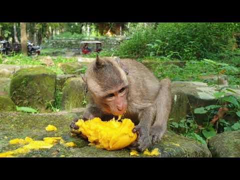 Poor baby monkey eating mango fruit , he gets hungry so much