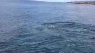 DDTV: DOLPHINS PUT ON A SHOW AT PORTNOO