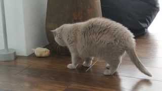 Cat scared of Hamster toy