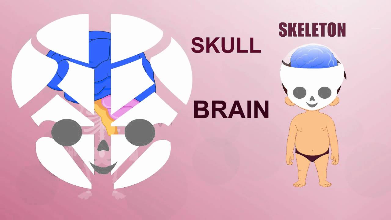 Skeleton - Human Body Parts - Pre School - Animated Videos For Kids