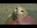 KITTEN in Hamster Ball stuck in the middle