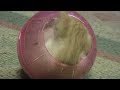 KITTEN in Hamster Ball stuck in the middle