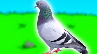 How to become a pigeon and escape life forever.