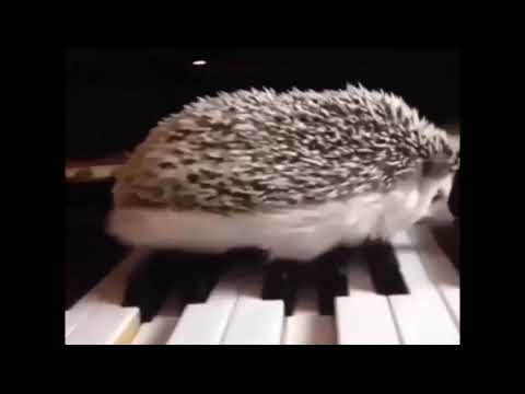 Best Funny Animls - Funny Animal Compilation #7