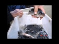 Le Black-Bass