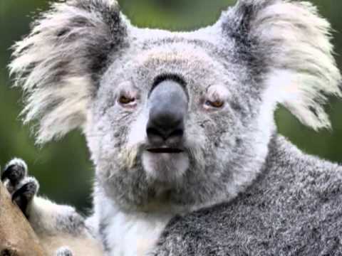 Angry Koala Free Listening on SoundCloud